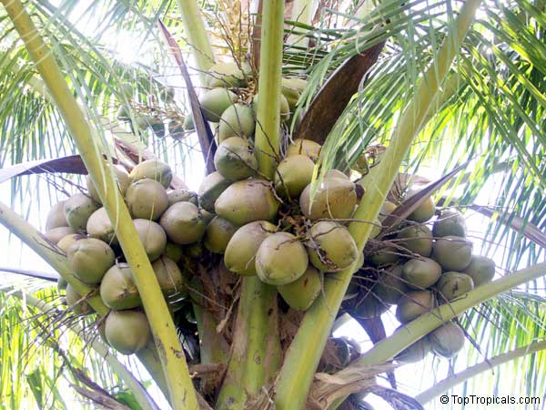 Cocos nucifera - Coconut palm