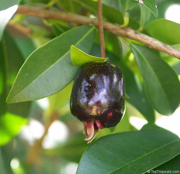 Eugenia aggregata - Cherry of the Rio Grande