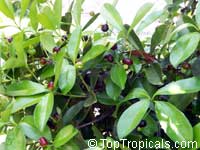 Eugenia braziliensis, Eugenia dombeyi, Grumichama

Click to see full-size image