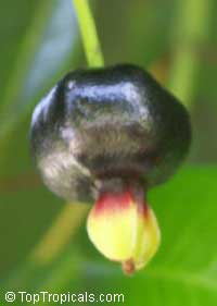 Eugenia braziliensis, Eugenia dombeyi, Grumichama

Click to see full-size image