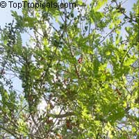 Spondias purpurea, Purple Mombin, Hog Plum, Ciruela, Jocote