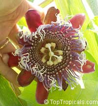 Passiflora quadrangularis, Passiflora macrocarpa, Giant granadilla

Click to see full-size image