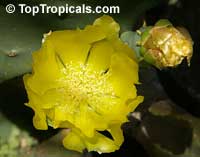 Opuntia phaeacantha, Opuntia engelmanii, Prickly Pear

Click to see full-size image