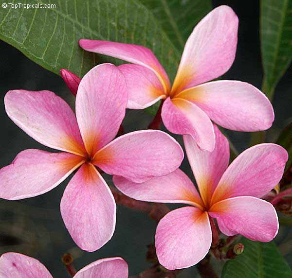 plumeria light pink