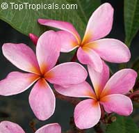 toptropicals.com