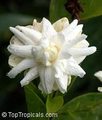 Jasminum sambac Grand Duke Of Tuscany, Nyctanthes sambac, Mogori Sambac, Butt Mograw, Hawaiian Pikake, Moss Rose Jasmine, Sambac Flore Pleno