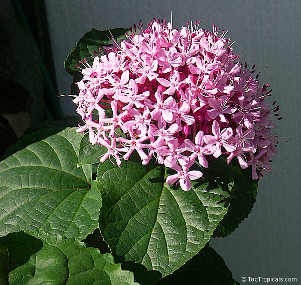Clerodendrum bungei - Glory Bower
