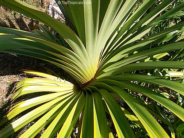 Pandanus tectorius, Pandanus spiralis, Screw Pine, Screw Palm