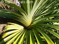 Pandanus tectorius, Pandanus spiralis, Screw Pine, Screw Palm

Click to see full-size image