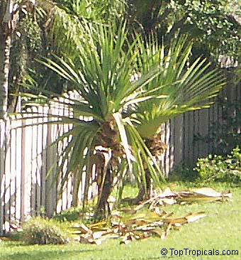 Pandanus tectorius, Pandanus spiralis, Screw Pine, Screw Palm