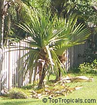 Pandanus tectorius, Pandanus spiralis, Screw Pine, Screw Palm

Click to see full-size image