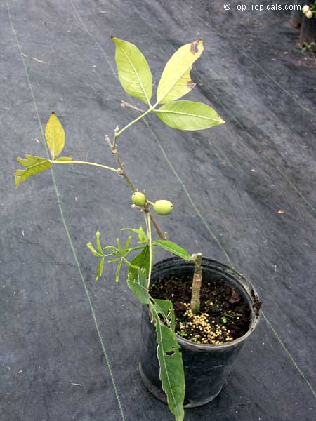 Casimiroa edulis, White Sapote. Little tree fruiting in 1 gal container