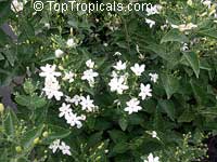 Jasminum molle, Jasminum auriculatum, Jasminum Molle, Indian Jui

Click to see full-size image