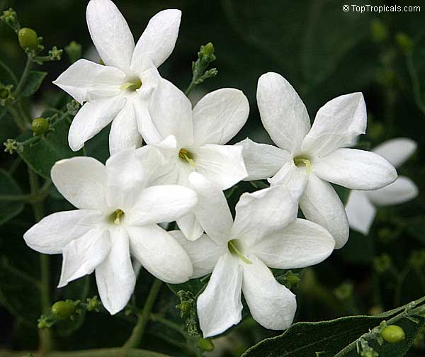 Jasminum Molle Indian Jui Toptropicals Com