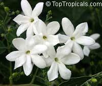 Jasminum Molle - Indian Jui

Click to see full-size image