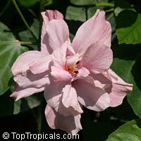 Hibiscus Myrna Loy, Hibiscus Myrna Loy

Click to see full-size image