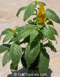 Pachystachys lutea, Yellow Shrimp Plant, Golden Shrimp Plant, Lollipop Plant, Candle Plant