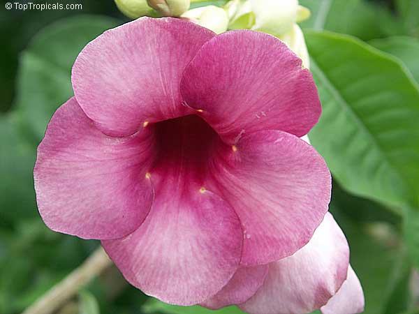 Pink Allamanda Flower | atelier-yuwa.ciao.jp