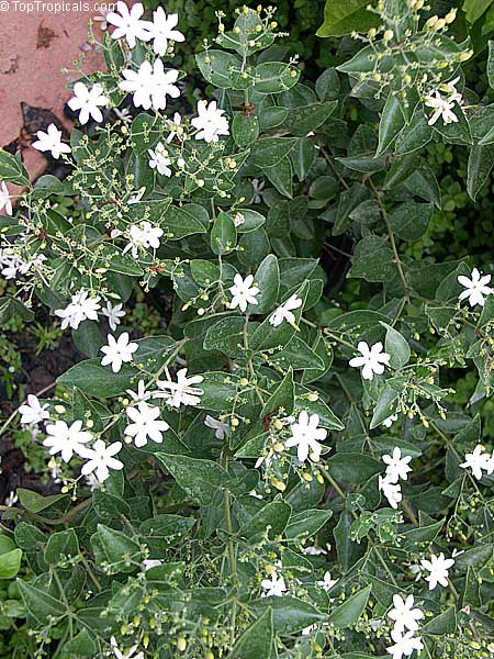 Jasminum Molle Indian Jui Toptropicals Com