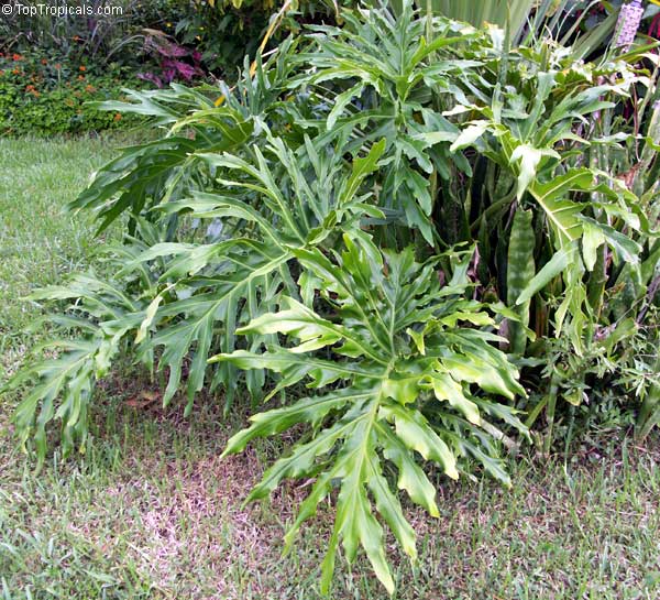 Philodendron bipinnatifidum, Philodendron selloum, Cut-leaf Philodendron, Tree Philodendron, Selloum, Self-header, Split leaf Philodendron
