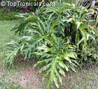 Philodendron bipinnatifidum, Philodendron selloum, Cut-leaf Philodendron, Tree Philodendron, Selloum, Self-header, Split leaf Philodendron