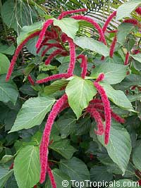 Acalypha hispida, Cat Tail, Chenille Plant, Red Hot Cattail, Foxtail, Red Hot Poker

Click to see full-size image