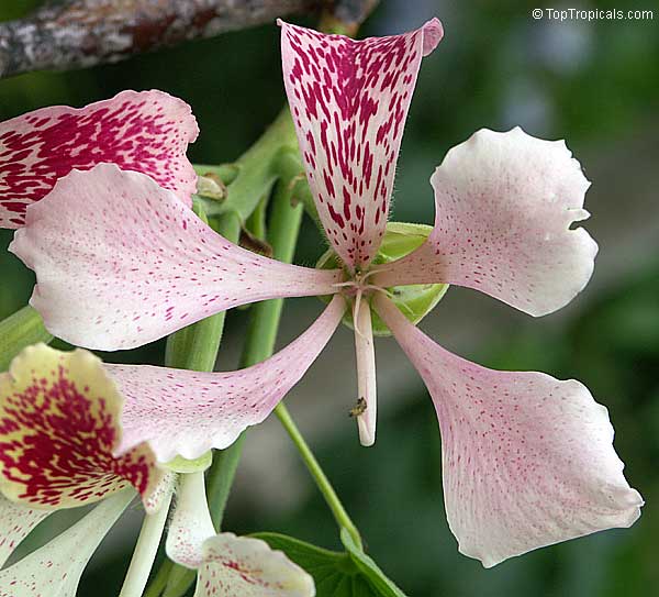 Bauhinia monandra, Orchid tree, Napoleon's plume
