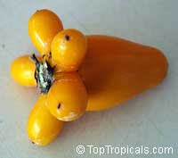 Solanum mammosum, Nipple Fruit, Tit Plant, Apple of Sodom, Terong Susu, Cows Udder, Nyun Wenkibobi, Soresumba, Mackaw Bush, Titty Fruit, Pig Face

Click to see full-size image