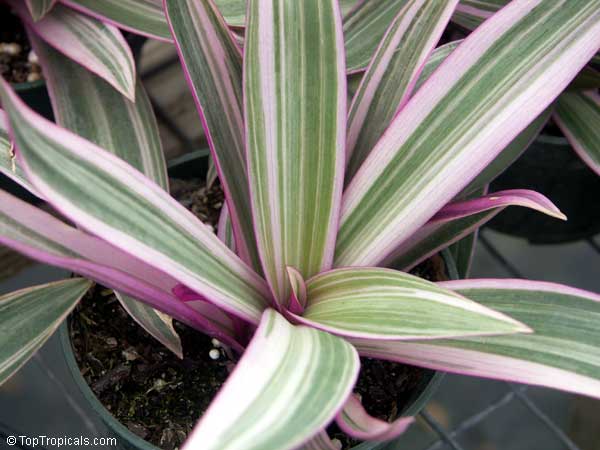 Tradescantia spathacea, Rhoeo spathacea, Tradescantia discolor, Boat lily, Rheo, Oyster plant, Moses-In-The-Boat