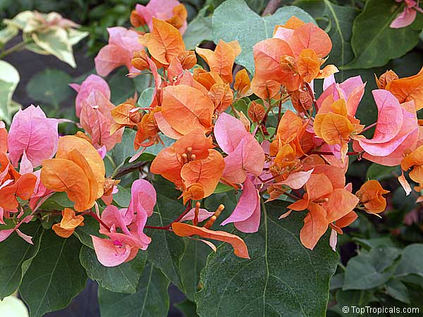 Bougainvillea California gold, Bougainvillea. Colors vary depending on light conditions