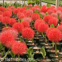 Scardoxus multiflorus (Haemanthus katherinae) - Blood Lily

Click to see full-size image