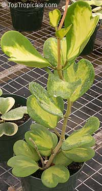 Hoya kerrii, Wax Hearts, Sweetheart Hoya, Valentine Hoya, Heart leaf

Click to see full-size image