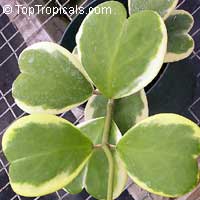 Hoya kerrii, Wax Hearts, Sweetheart Hoya, Valentine Hoya, Heart leaf

Click to see full-size image