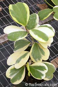 Hoya kerrii - Sweetheart, Valentine Hoya, variegated

Click to see full-size image