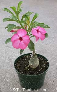 Adenium swazicum, Desert Rose

Click to see full-size image