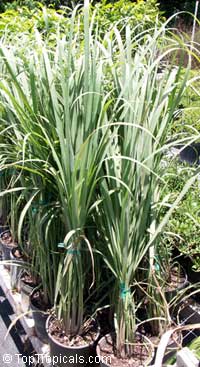 Cymbopogon citratus, Lemon Grass, Oil Grass

Click to see full-size image