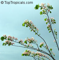 Bauhinia monandra, Orchid tree, Napoleon's plume

Click to see full-size image
