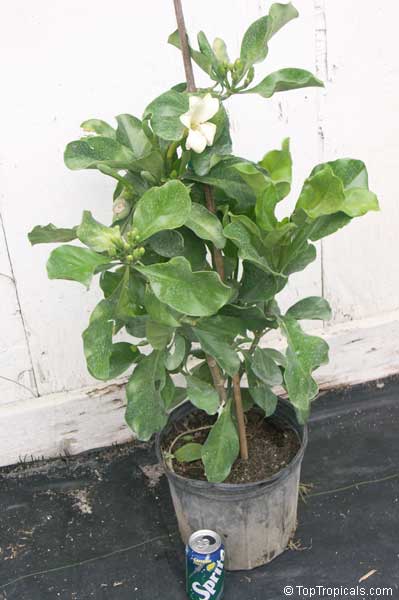 Fagraea ceilanica , Perfume Flower Tree, Pua Keni Keni, Trai Tichlan, Lau binh, Gia. Blooming tree in 3 gal container