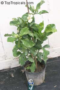 Fagraea ceilanica , Perfume Flower Tree, Pua Keni Keni, Trai Tichlan, Lau binh, Gia

Click to see full-size image