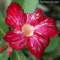 Adenium hybrid (single flower), Desert Rose, Impala Lily, Adenium hybrids

Click to see full-size image