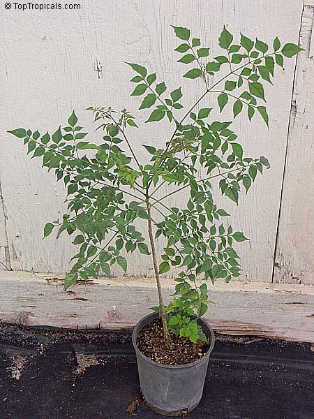 Millingtonia hortensis, Tree Jasmine, Indian Cork Tree, Maramalli, Tamil, Akash neem