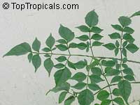 Millingtonia hortensis, Tree Jasmine, Indian Cork Tree, Maramalli, Tamil, Akash neem

Click to see full-size image