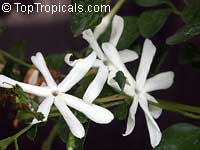 Jasminum angulare, South African Jasmine

Click to see full-size image