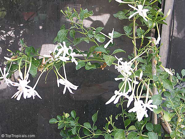 Jasminum angulare, South African Jasmine