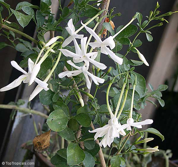 Jasminum angulare, South African Jasmine