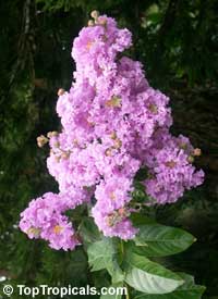 Lagerstroemia speciosa - Queen Crape   Myrtle