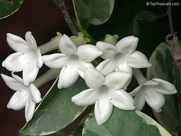 Stephanotis floribunda, Bridal Bouquet, Madagascar Jasmine, Wax flower, Chaplet flower, Floradora, Hawaiian Wedding flower
