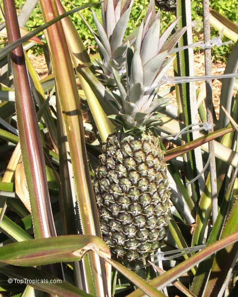 Ananas sp., Pineapple, Pina. Pineapple Eleuthera from Hawaii