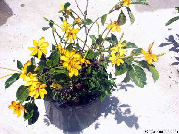 Gardenia tubifera Kula, Gardenia pfordii, Golden Gardenia, Kedah Gardenia