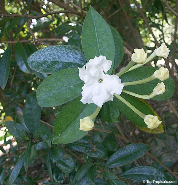 Brunfelsia jamaicensis, Brunfelsia plicata, Lady of the Night